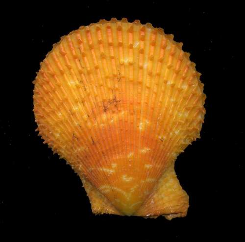 Mimaclamys varia